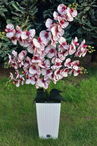 6 ágú orchidea padlókaspóban