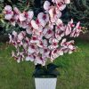 6 ágú orchidea padlókaspóban