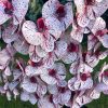 6 ágú orchidea padlókaspóban