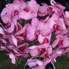 5 ágú orchidea