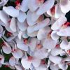 6 ágú orchidea padlókaspóban