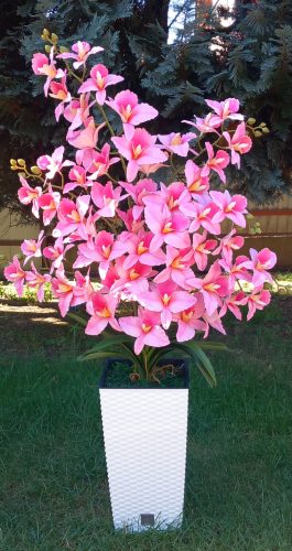 6 ágú orchidea padlókaspóban