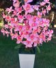 6 ágú orchidea padlókaspóban