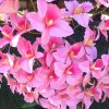 6 ágú orchidea padlókaspóban