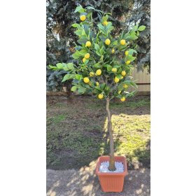 Élethű citromfa