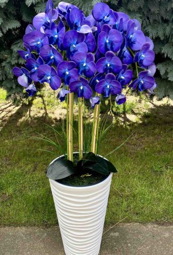 5 ágú orchidea