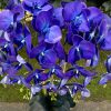 5 ágú orchidea