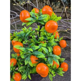 Élethű mini mandarinfa