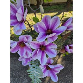 Magnólia cserépben