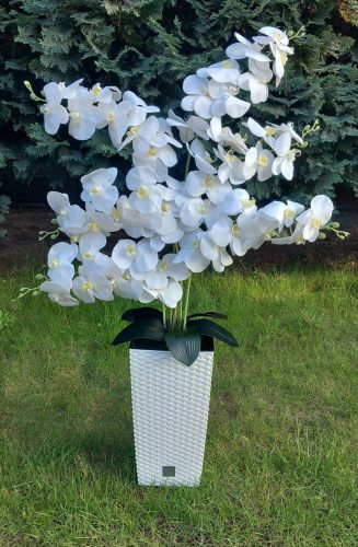 6 ágú orchidea padlókaspóban