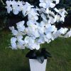 6 ágú orchidea padlókaspóban