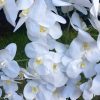6 ágú orchidea padlókaspóban