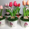 Tulipán vödörben