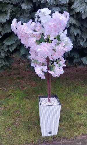 Cseresznyevirág fa rózsaszín-fehér színben