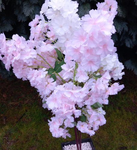 Cseresznyevirág fa rózsaszín-fehér színben