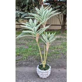 Zöld-fehér dracéna