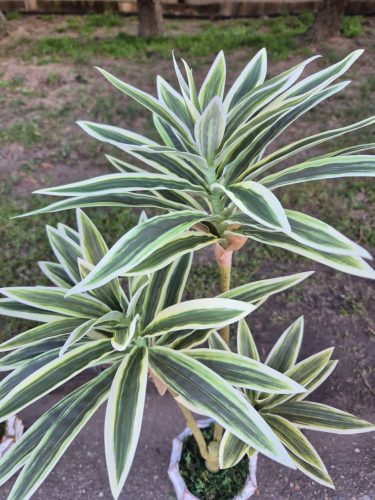 Zöld-fehér dracéna