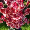 6 ágú orchidea padlókaspóban