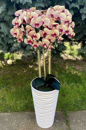 5 ágú orchidea