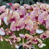 5 ágú orchidea
