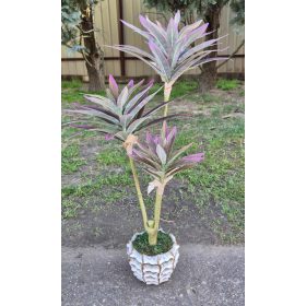 Lila-zöld levelű dracéna