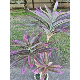 Lila-zöld levelű dracéna