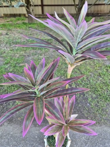 Lila-zöld levelű dracéna