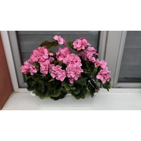 Álló muskátli ládában.