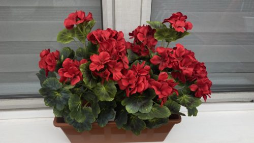 Álló muskátli ládában.