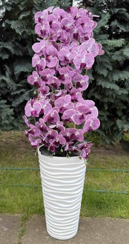 10 ágú orchidea
