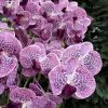10 ágú orchidea