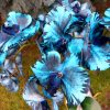 4 ágú orchidea