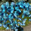 5 ágú orchidea