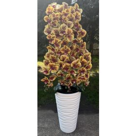 10 ágú orchidea padlókaspóban