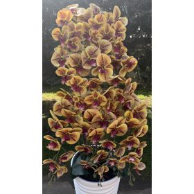10 ágú orchidea padlókaspóban