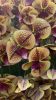 10 ágú orchidea padlókaspóban