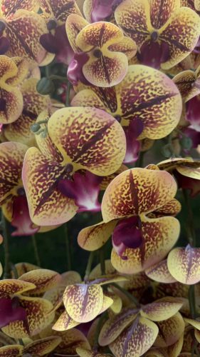 10 ágú orchidea padlókaspóban