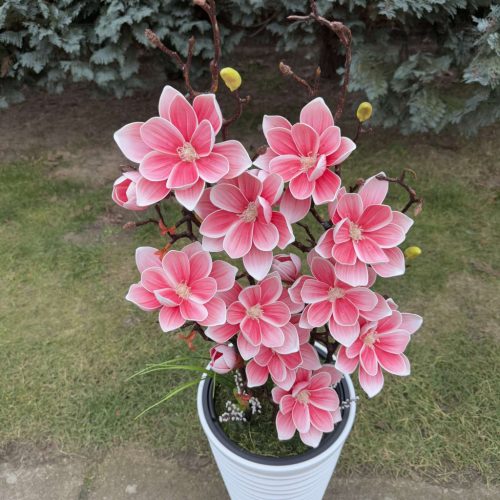 Nagyvirágú magnólia padlókaspóban