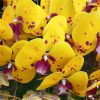 5 ágú orchidea