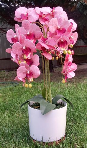 Asztali orchidea