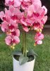 Asztali orchidea