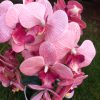 Asztali orchidea