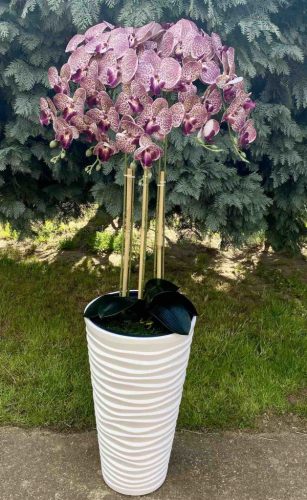 5 ágú orchidea