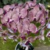 5 ágú orchidea