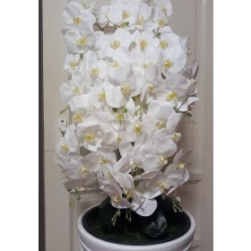 11 ágú orchidea padlókaspóban