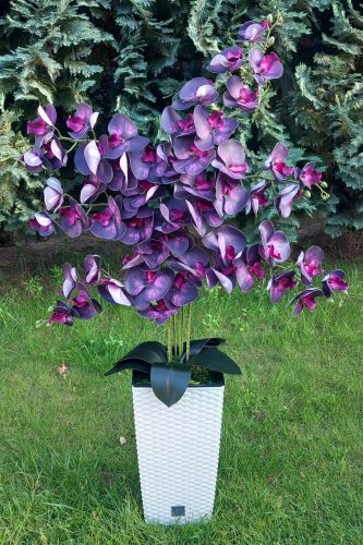 6 ágú orchidea padlókaspóban