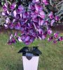 6 ágú orchidea padlókaspóban