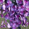 6 ágú orchidea padlókaspóban