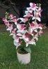 Asztali orchidea