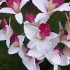 Asztali orchidea